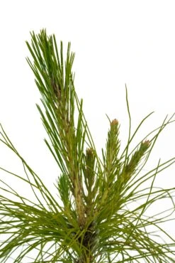Mexican Weeping Pine | Medium Tree Seedling -Evergreen Plants Shop Mexican Weeping Pine Med 3