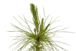Mexican Weeping Pine | Medium Tree Seedling -Evergreen Plants Shop Mexican Weeping Pine Med 4