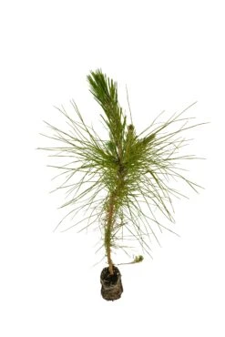 Mexican Weeping Pine | Medium Tree Seedling -Evergreen Plants Shop Mexican Weeping Pine Med 5