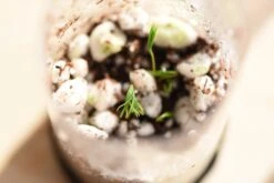 Giant Sequoia | Seed Grow Kit -Evergreen Plants Shop Mini GreenhouseSproutsBlog