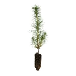Monterey Pine | Lot Of 30 Tree Seedlings -Evergreen Plants Shop Monterey Pine Med 1