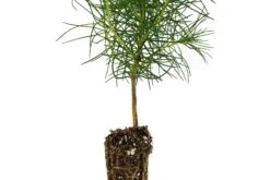 Monterey Pine | Small Tree Seedling 17 Monterey Pine | Small Tree Seedling -Evergreen Plants Shop Monterey Pine 2