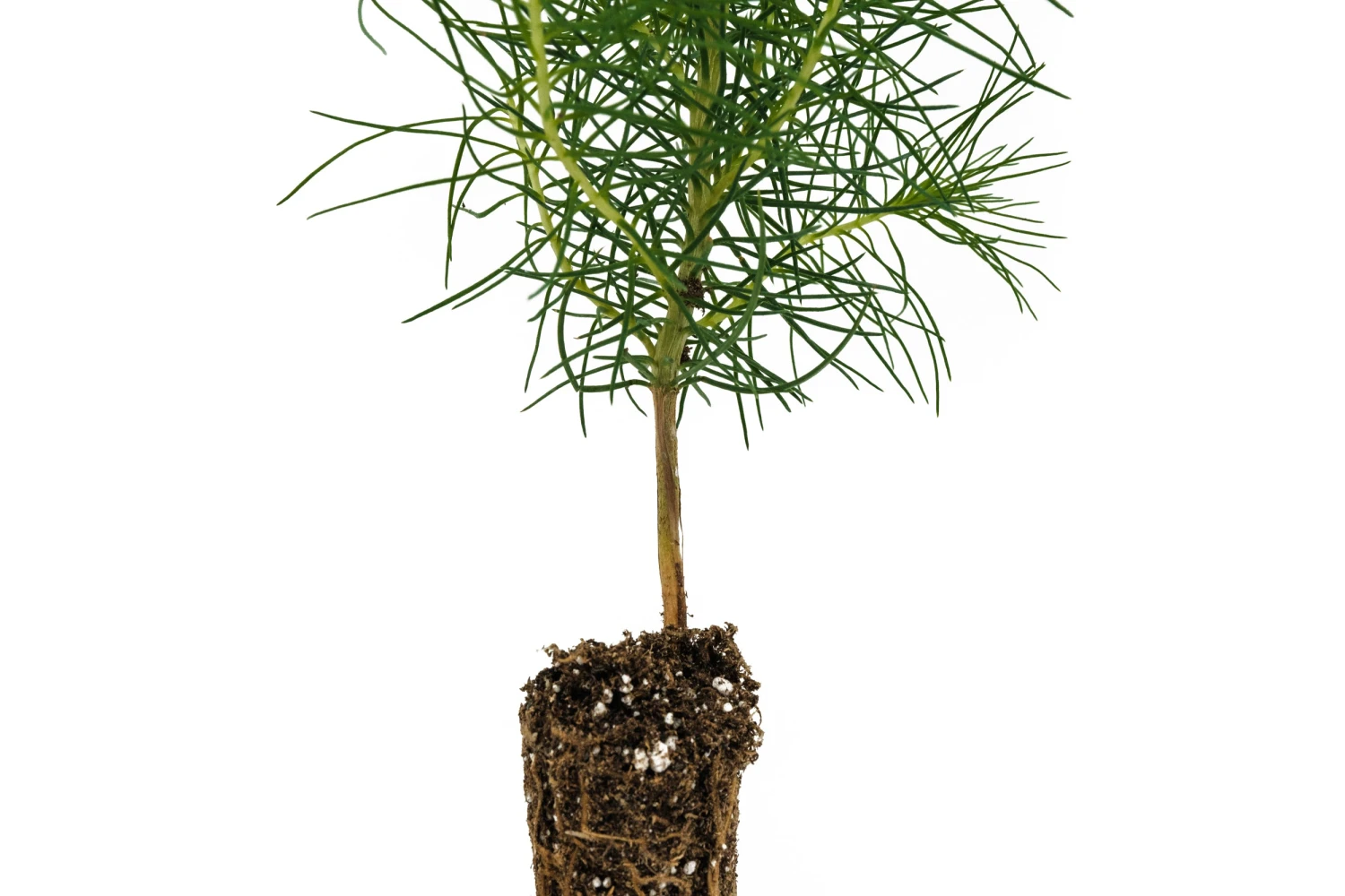 Monterey Pine | Small Tree Seedling 5 Monterey Pine | Small Tree Seedling - Image 5