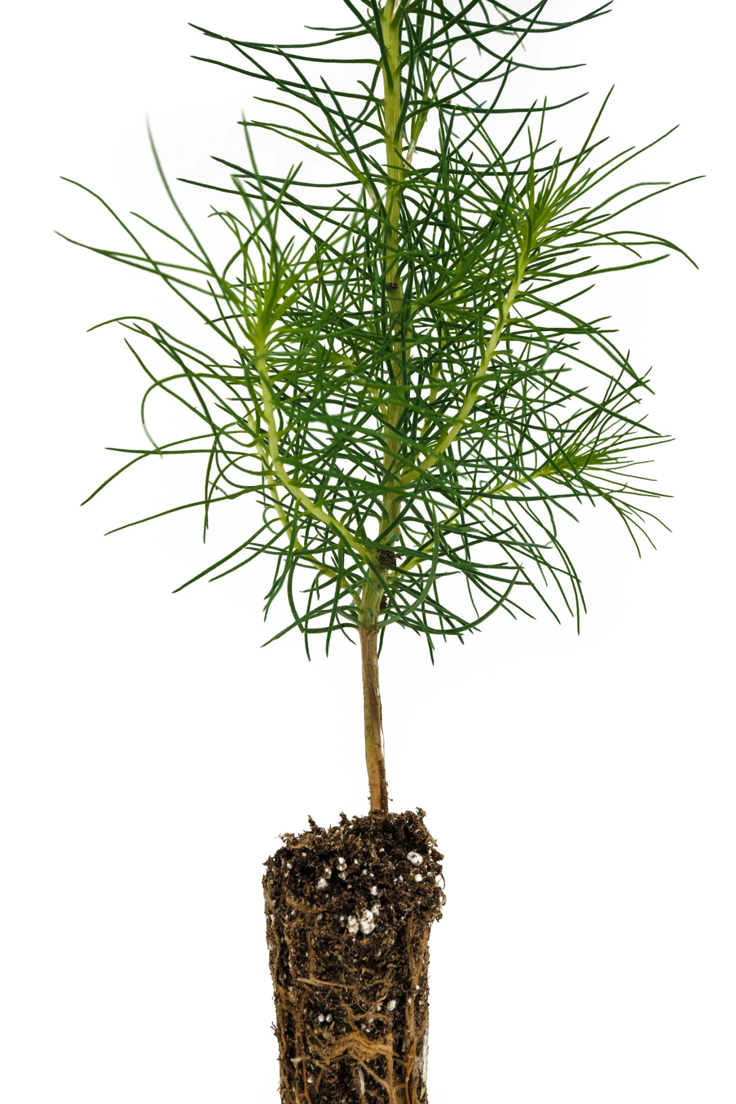 Monterey Pine | Small Tree Seedling 2 Monterey Pine | Small Tree Seedling - Image 2