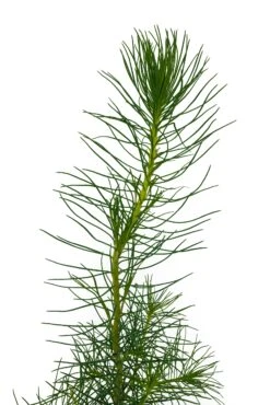 Monterey Pine | Small Tree Seedling 15 Monterey Pine | Small Tree Seedling -Evergreen Plants Shop Monterey Pine 4