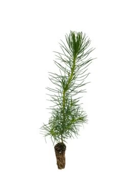 Monterey Pine | Small Tree Seedling 16 Monterey Pine | Small Tree Seedling -Evergreen Plants Shop Monterey Pine 5