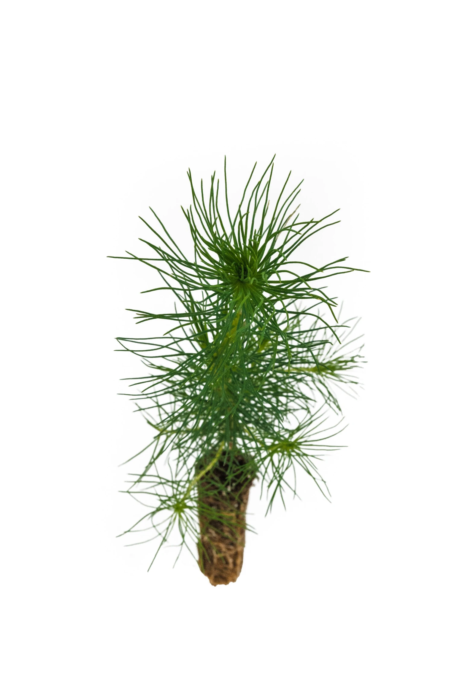 Monterey Pine | Small Tree Seedling 6 Monterey Pine | Small Tree Seedling - Image 6