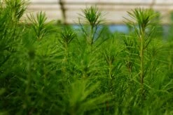 Monterey Pine | Lot Of 30 Tree Seedlings -Evergreen Plants Shop Monterey Pine Nursery Lot