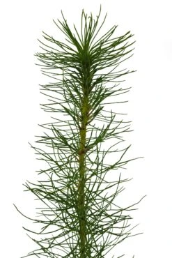 Monterey Pine | Lot Of 30 Tree Seedlings -Evergreen Plants Shop Monterrey Pine Med 7 1