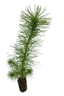 Monterey Pine | Medium Tree Seedling -Evergreen Plants Shop Monterrey Pine Med 9