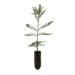 Montezuma Cypress | Lot Of 30 Tree Seedlings -Evergreen Plants Shop Montezuma Cypress Med V3 Small 381397bb 8d63 4c59 b519 2e2165f26b53