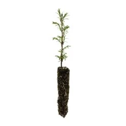 Montezuma Cypress | Small Tree Seedling