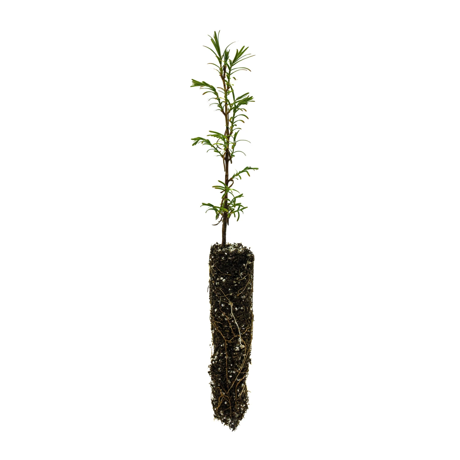Montezuma Cypress | Small Tree Seedling 1 Montezuma Cypress | Small Tree Seedling