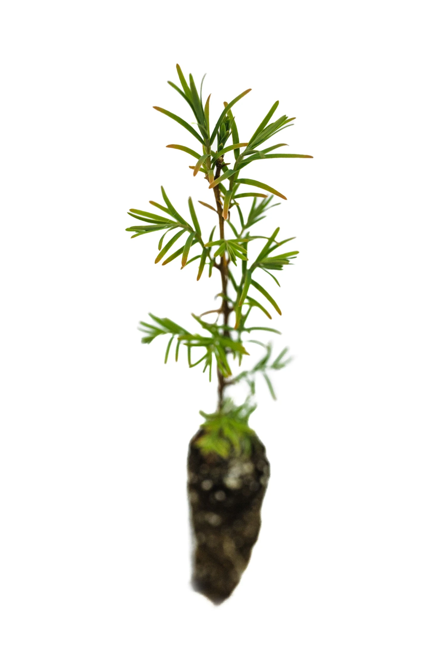 Montezuma Cypress | Small Tree Seedling 2 Montezuma Cypress | Small Tree Seedling - Image 2