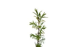 Montezuma Cypress | Small Tree Seedling 12 Montezuma Cypress | Small Tree Seedling -Evergreen Plants Shop MontezumaCypress 3