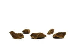 Montezuma Cypress | Mini-Grow Kit