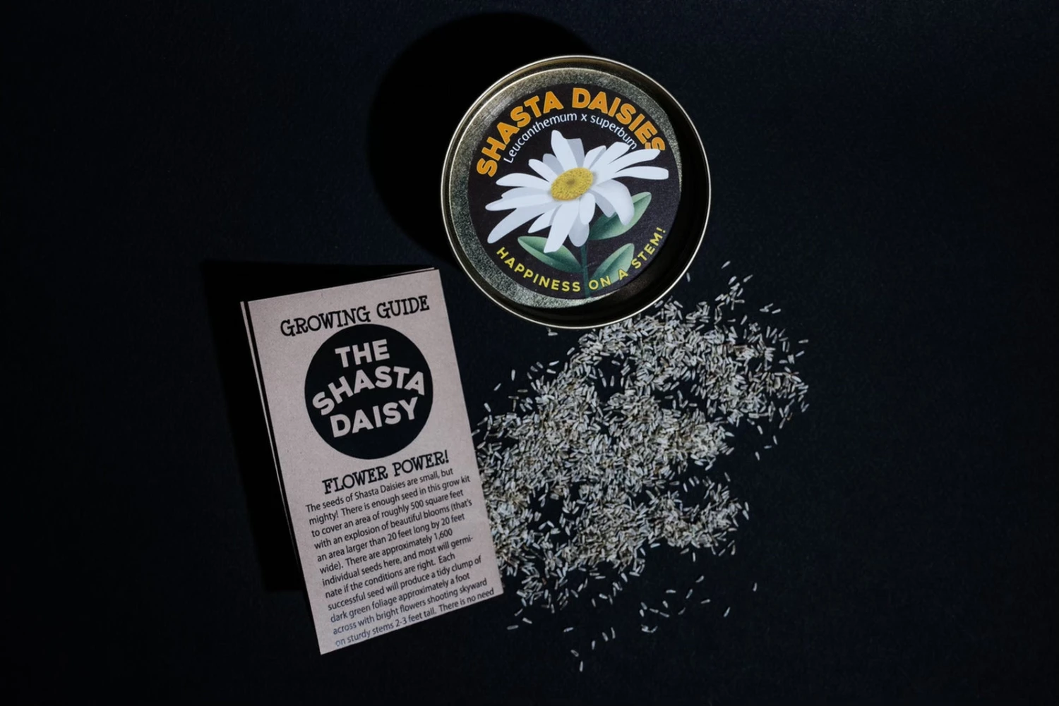 Shasta Daisy | Flower Seed Grow Kit 3 Shasta Daisy | Flower Seed Grow Kit - Image 3