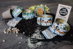 Shasta Daisy | Flower Seed Grow Kit 23 Shasta Daisy | Flower Seed Grow Kit -Evergreen Plants Shop NewGrowKits 7