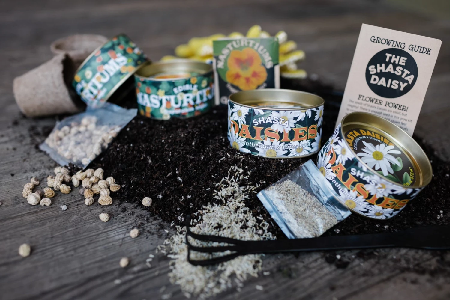 Shasta Daisy | Flower Seed Grow Kit 4 Shasta Daisy | Flower Seed Grow Kit - Image 4