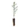 Noble Fir | Small Tree Seedling