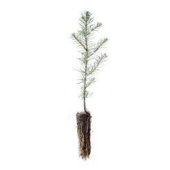 Noble Fir | Small Tree Seedling