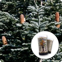 Noble Fir | Mini-Grow Kit