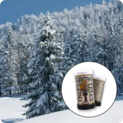 Norway Spruce | Mini-Grow Kit