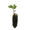 Oregon White Oak | Medium Tree Seedling