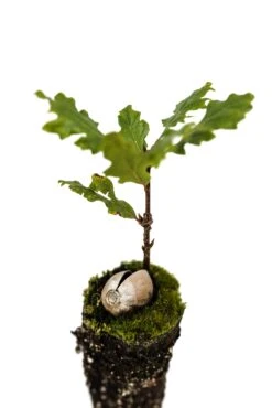 Oregon White Oak | Medium Tree Seedling -Evergreen Plants Shop OregonWhiteOak Med 4