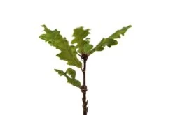 Oregon White Oak | Medium Tree Seedling -Evergreen Plants Shop OregonWhiteOak Med 5