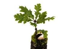 Oregon White Oak | Medium Tree Seedling -Evergreen Plants Shop OregonWhiteOak Med 6