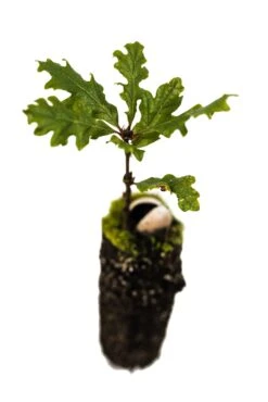 Oregon White Oak | Medium Tree Seedling -Evergreen Plants Shop OregonWhiteOak Med 7