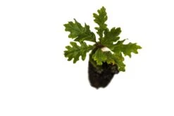 Oregon White Oak | Medium Tree Seedling -Evergreen Plants Shop OregonWhiteOak Med 8