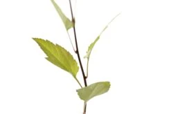 Pacific Crabapple | Medium Tree Seedling -Evergreen Plants Shop OrganCrabApple 3 Small 3e6dde93 5668 4cab 98db 3d142a35c2c8