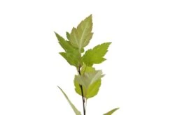 Pacific Crabapple | Medium Tree Seedling -Evergreen Plants Shop OrganCrabApple 4 Small 94a7c80b e059 4a8f 9191 5d1eb8ccb5e1