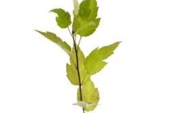 Pacific Crabapple | Medium Tree Seedling -Evergreen Plants Shop OrganCrabApple 5 Small 3558aeef 799f 4a54 8ef0 57b927aacaf9