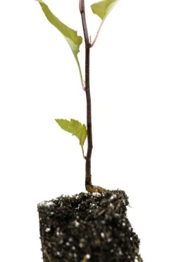 Pacific Crabapple | Medium Tree Seedling -Evergreen Plants Shop OrganCrabApple 6 Small 6b6483ec f3f9 4667 a091 3b9f287eb0c9