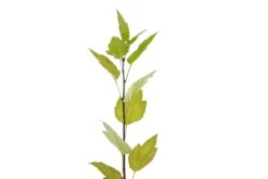 Pacific Crabapple | Medium Tree Seedling -Evergreen Plants Shop OrganCrabApple 7 Small 4fe623fa 3d11 4220 8b8c 3540c2c909c3