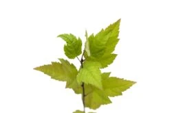 Pacific Crabapple | Medium Tree Seedling -Evergreen Plants Shop OrganCrabApple 8 Small 3ffab53c bb01 4e78 9437 8f520ee209b4