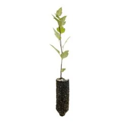 Pacific Crabapple | Medium Tree Seedling