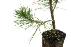 Bonsai Special | Bosnian Pine (A2) -Evergreen Plants Shop PineBonsai 3