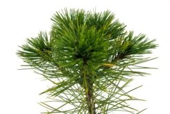 Bonsai Special | Bosnian Pine (A2) -Evergreen Plants Shop PineBonsai 4