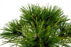 Bonsai Special | Bosnian Pine (A2) -Evergreen Plants Shop PineBonsai 5