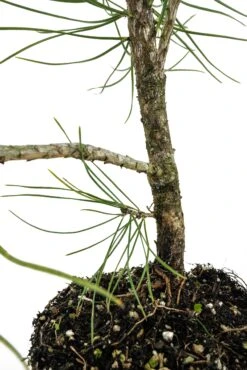 Bonsai Special | Bosnian Pine (A2) -Evergreen Plants Shop PineBonsai 6