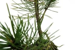 Bonsai Special | Bosnian Pine (A2) -Evergreen Plants Shop PineBonsai 7