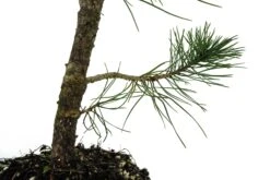 Bonsai Special | Bosnian Pine (A2) -Evergreen Plants Shop PineBonsai 8