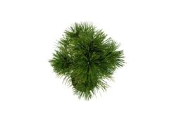 Bonsai Special | Bosnian Pine (A2) -Evergreen Plants Shop PineBonsai 9
