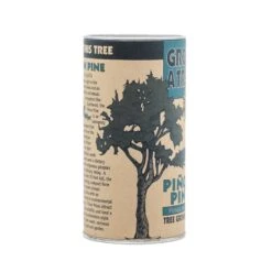 Piñon Pine | Seed Grow Kit -Evergreen Plants Shop Pinu0303on Pine Grow Kit 360 7