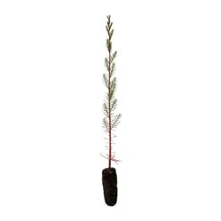 Pond Cypress | Medium Tree Seedling