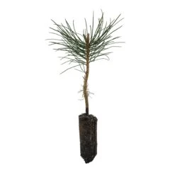Ponderosa Pine | Medium Tree Seedling